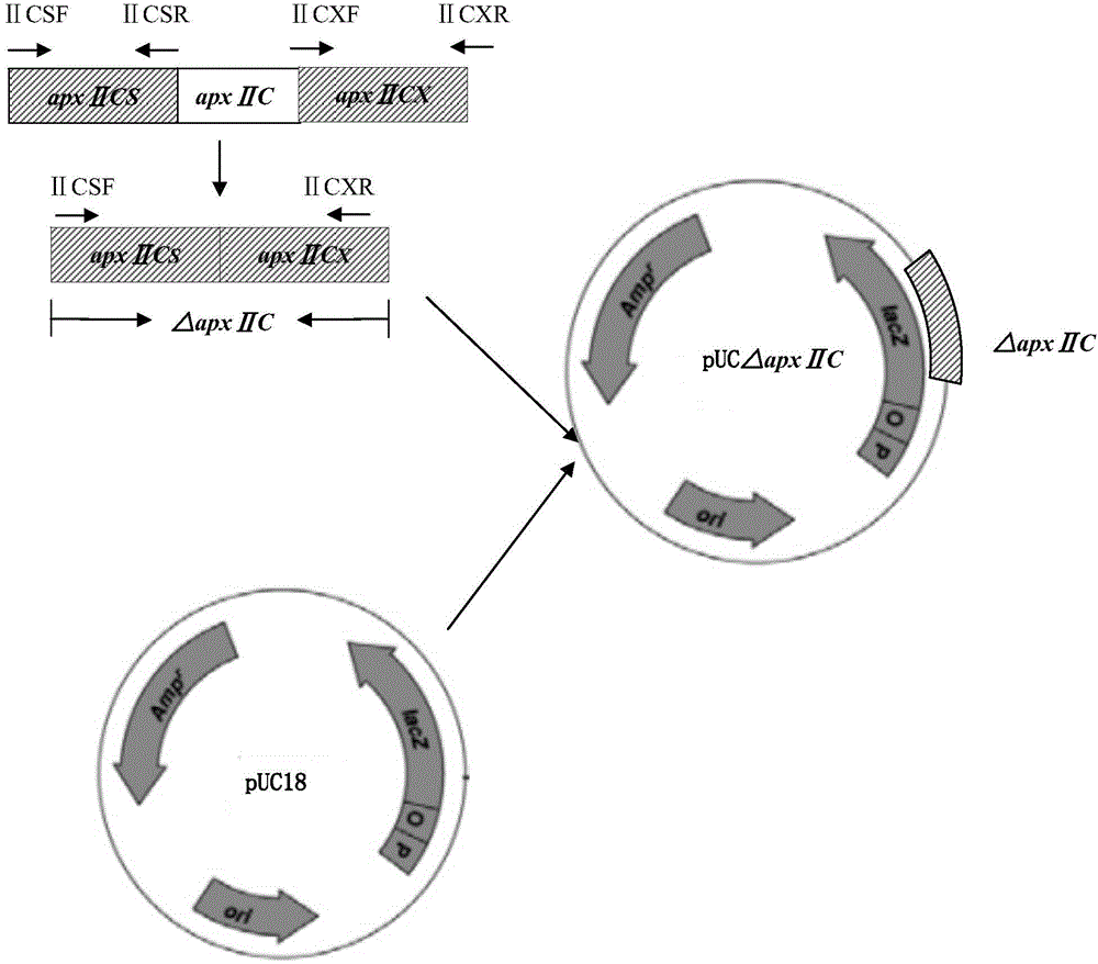 Resistance marker-free attenuated live vaccine against porcine contagious pleuropneumonia (PCP) and application thereof