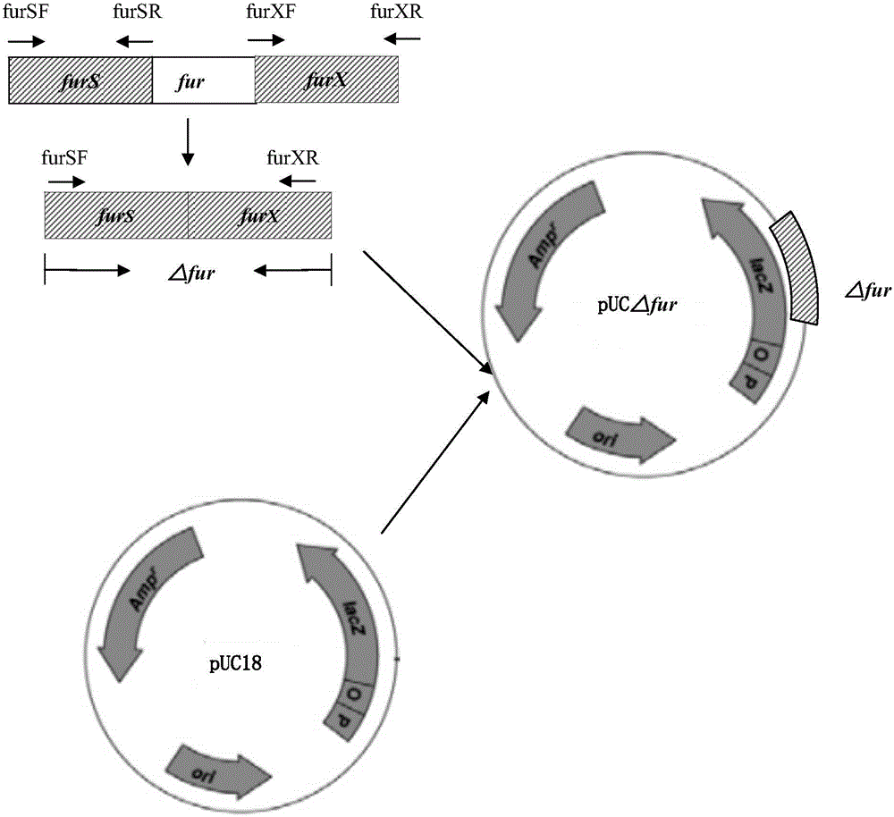 Resistance marker-free attenuated live vaccine against porcine contagious pleuropneumonia (PCP) and application thereof