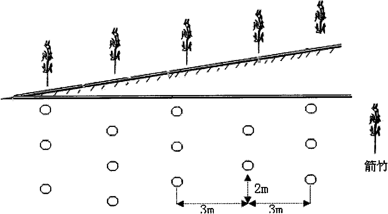 Method for recovering staple food bamboos for pandas in subalpine regions