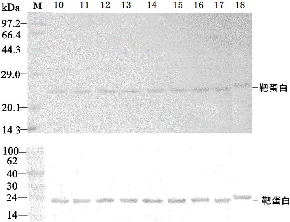 Hybridized tRNA (transfer ribonucleic acid) and application thereof to glutathione peroxidase preparation