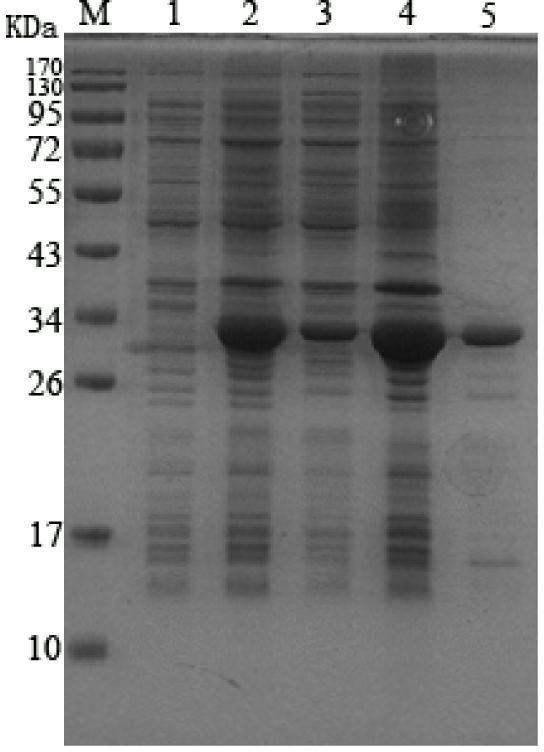 Brucella bp26 protein epitope, monoclonal antibody and application thereof