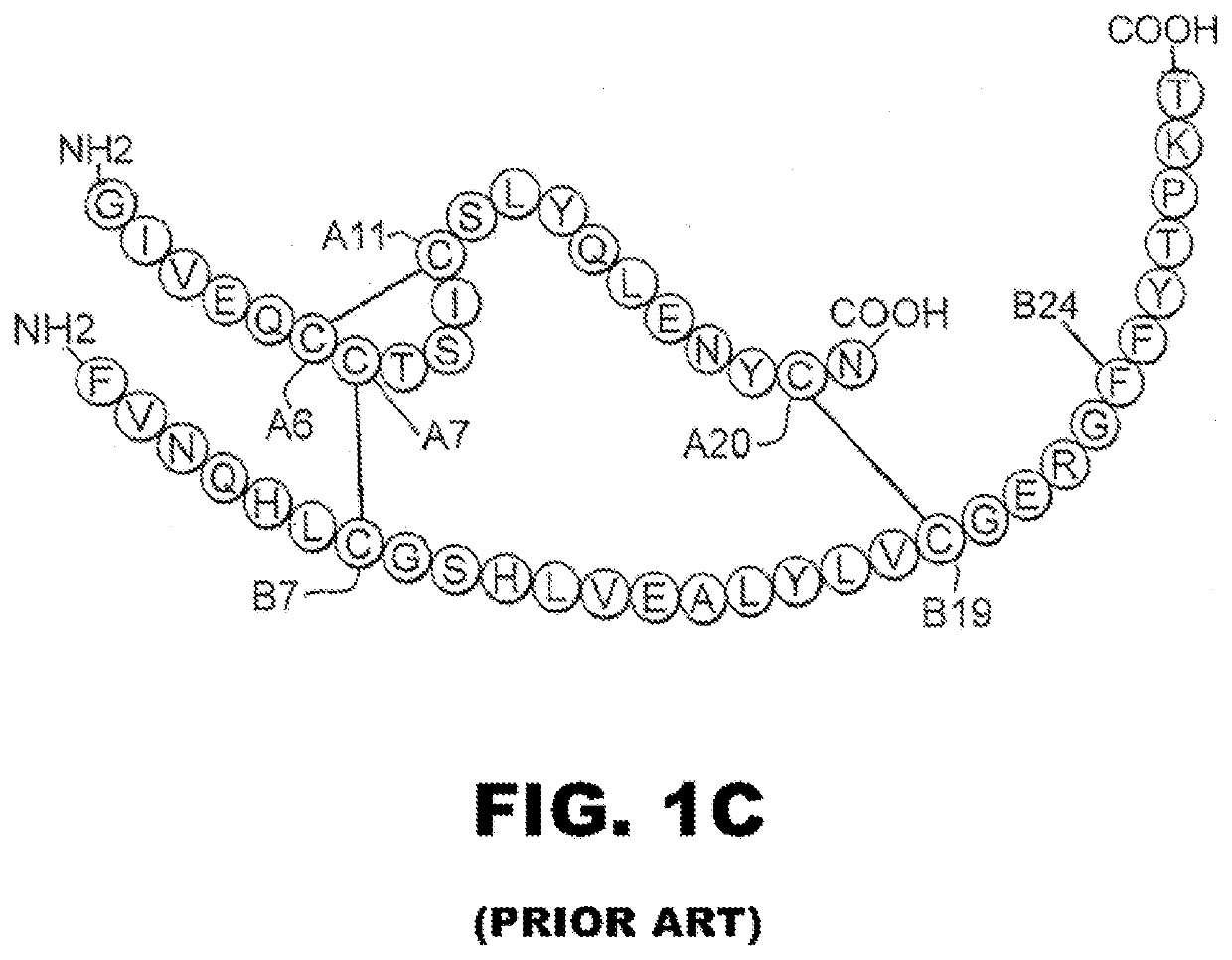 Single-chain insulin analogues stabilized by a fourth disulfide bridge