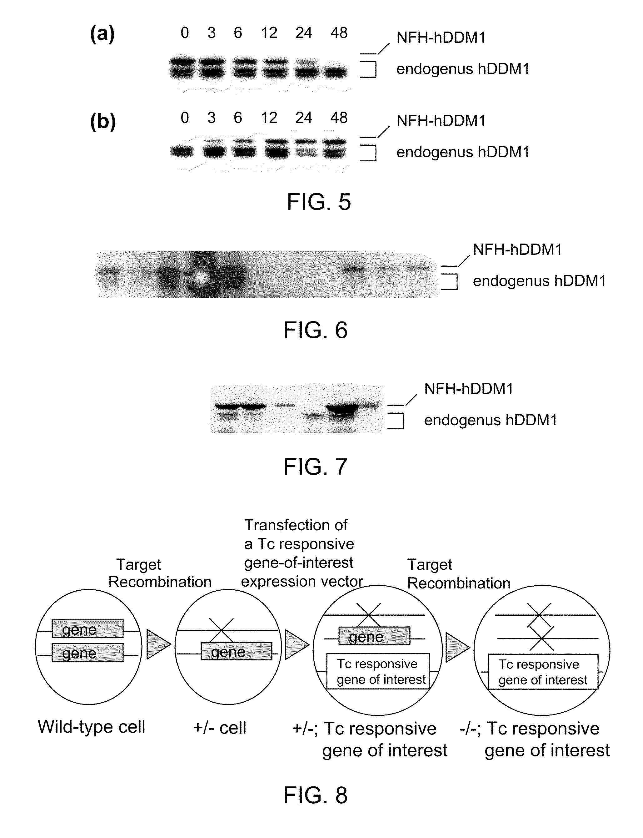 Process for producing tetracycline inducible gene expressing cell line and conditional gene knockout cell line, and uses thereof