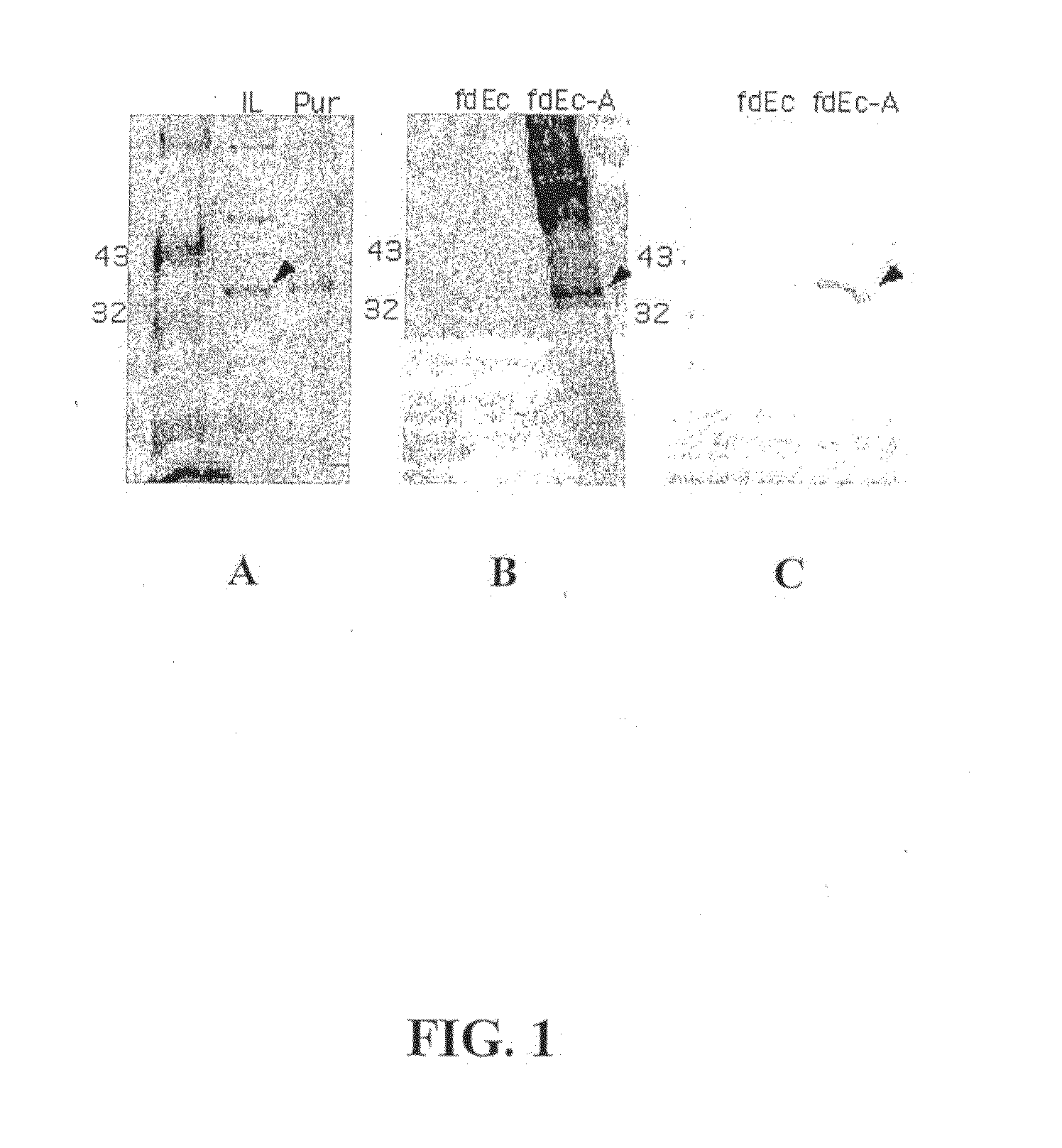 Oral vaccine for Borrelia