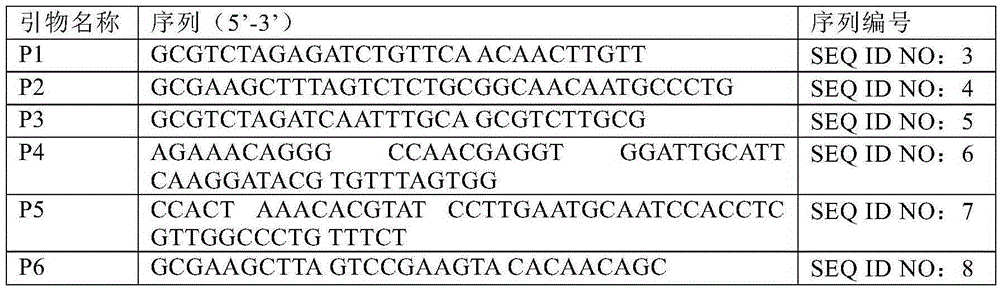 Method for preparing recombinant L-glutamic acid producing strain, strain prepared by method and application method of strain