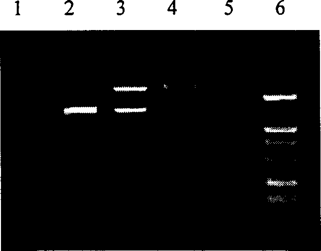 High-efficient expression D-amino acid oxidase methanol yeast, its construction and fermentation method