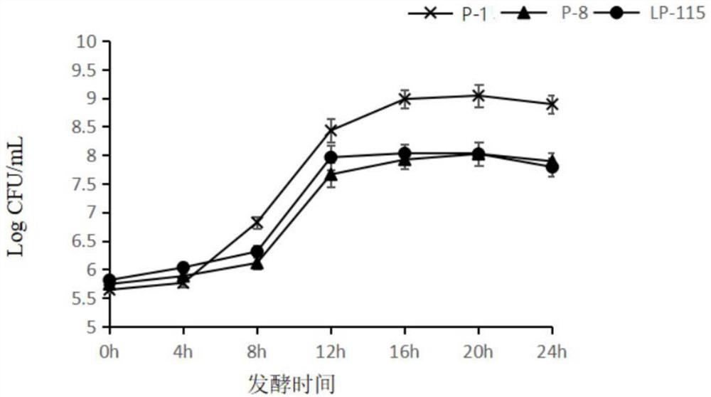 Rubus idaeus fermented lactic acid bacteria and preparation of polyphenol-rich rubus idaeus fermented beverage