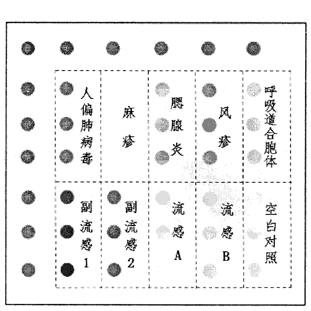 Preparation method and application of gene chip for detecting important respiratory pathogenic viruses