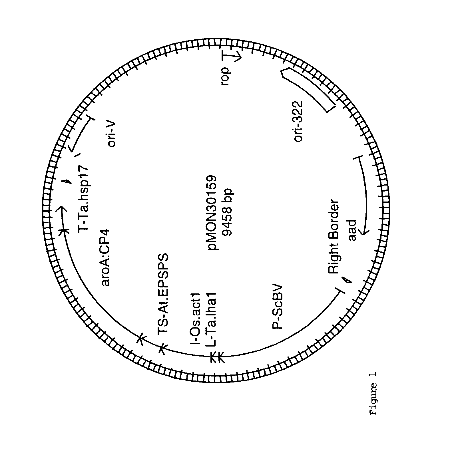 Efficiency Agrobacterium-mediated wheat transformation method