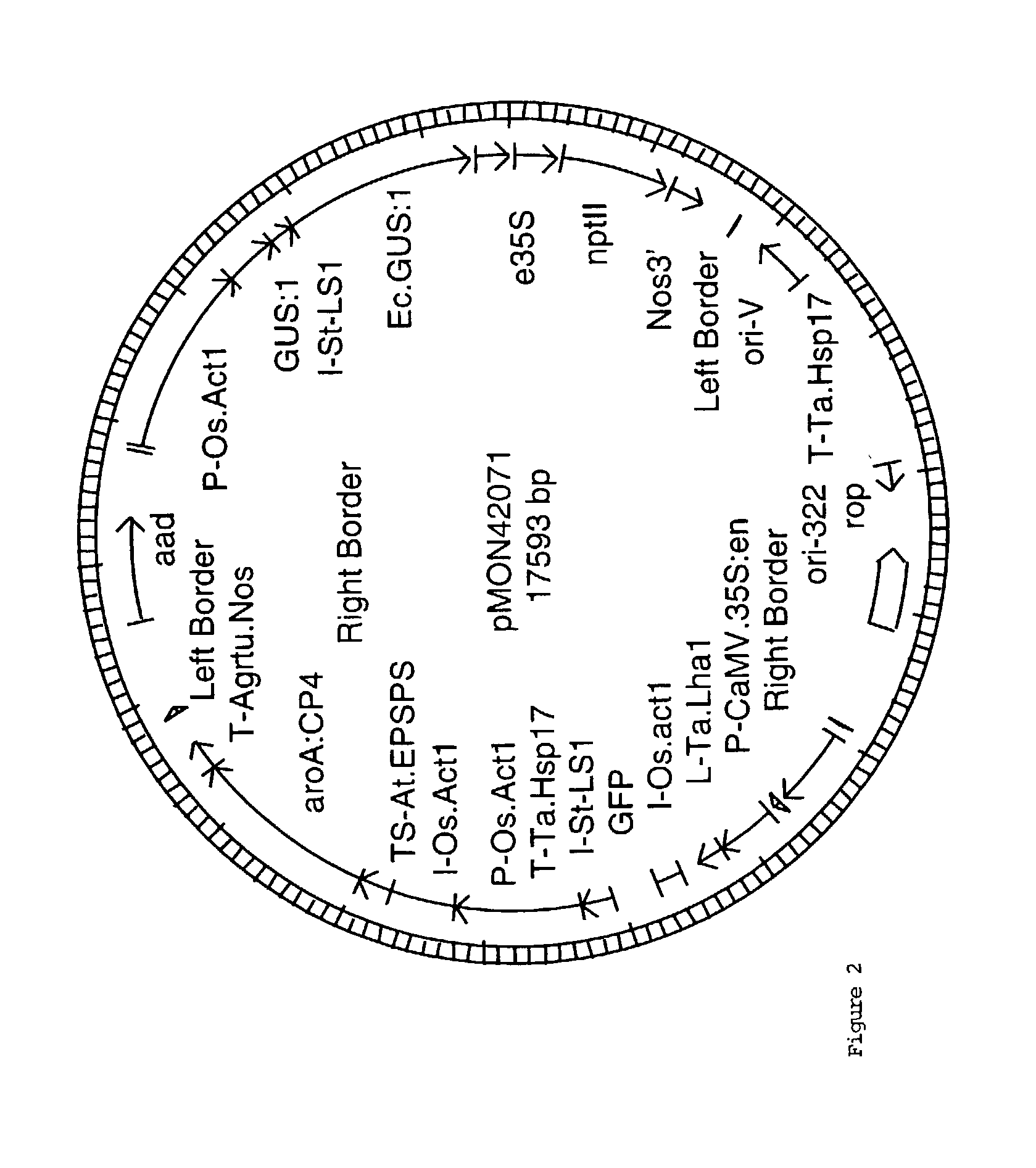 Efficiency Agrobacterium-mediated wheat transformation method