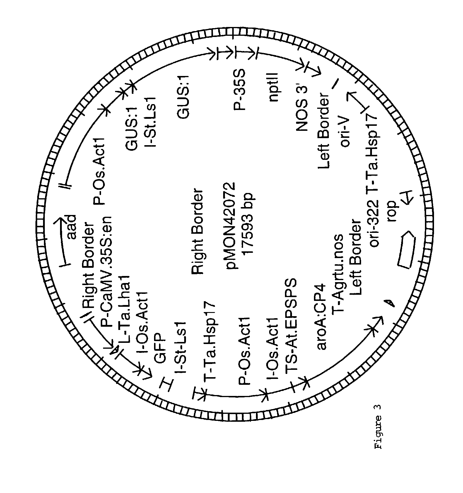 Efficiency Agrobacterium-mediated wheat transformation method