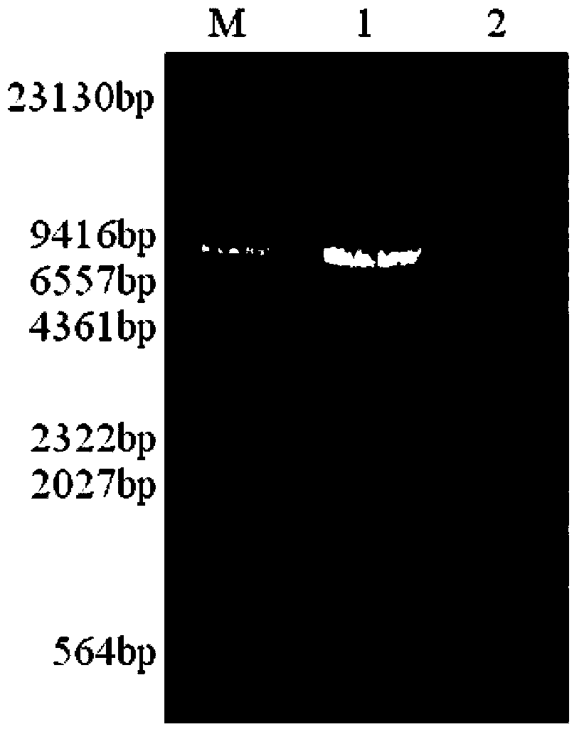 Myzuspersicae hunchback gene cDNA and application thereof