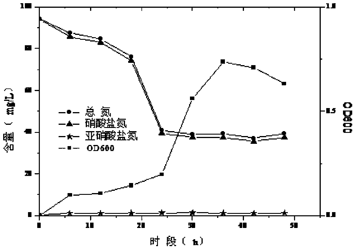 High-efficient denitrifying flocculant-producing bacterial strain and application thereof