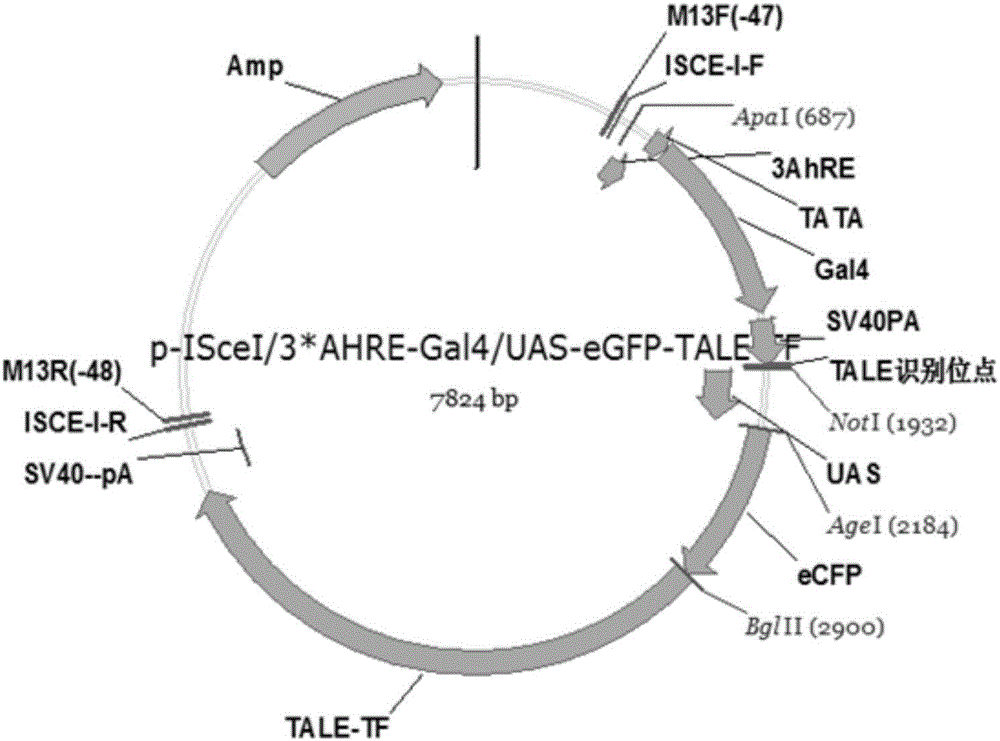 Development method of fluorescent protein transgenic zebra fish capable of highly sensitively monitoring water body PAHs by utilizing cascade amplification effect