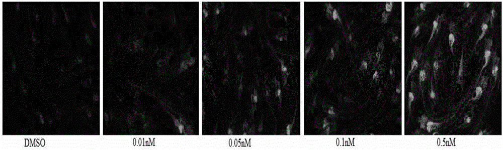 Development method of fluorescent protein transgenic zebra fish capable of highly sensitively monitoring water body PAHs by utilizing cascade amplification effect