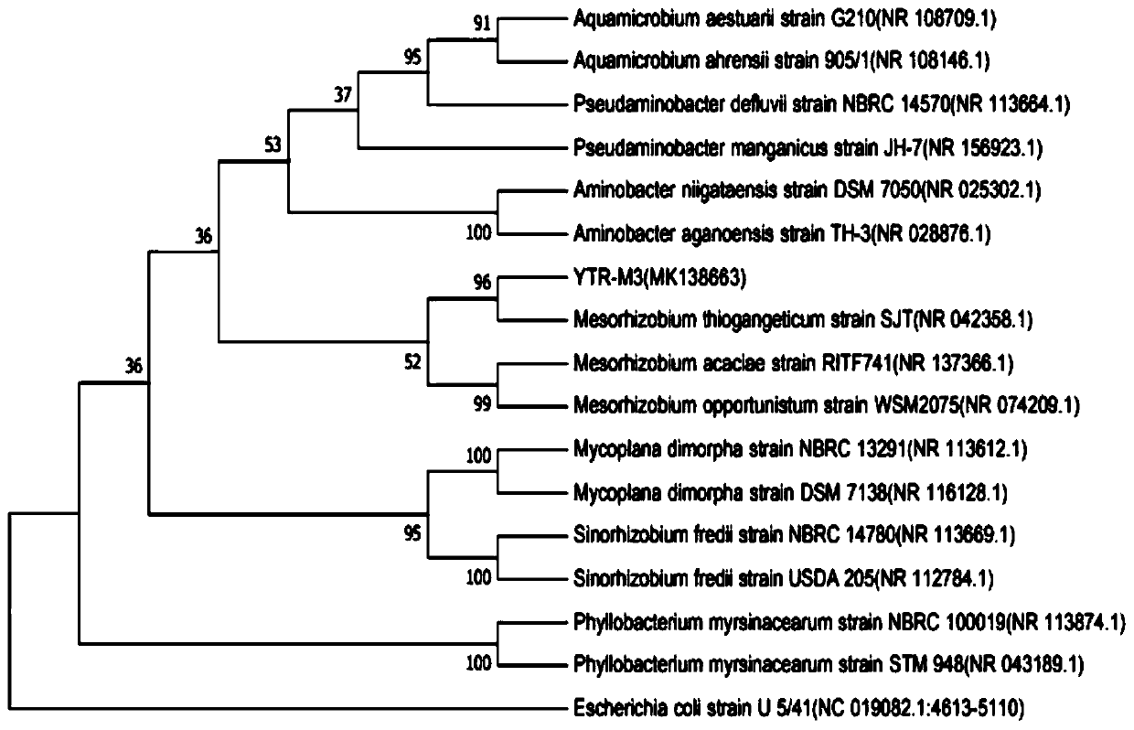 Intermediate rhizobium strain with phosphorus-dissolving property and application thereof