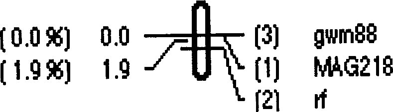 Wheat fertile activity recovery gene RF6 molecular mark and its obtaining method