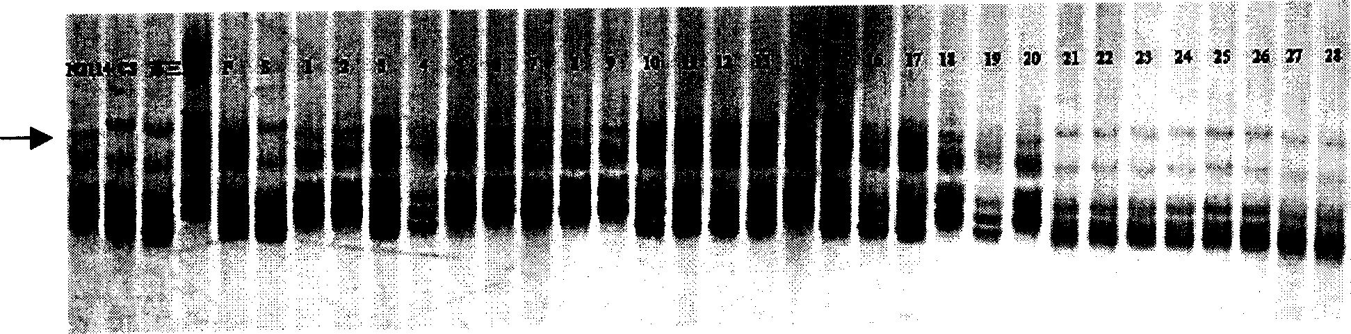 Wheat fertile activity recovery gene RF6 molecular mark and its obtaining method