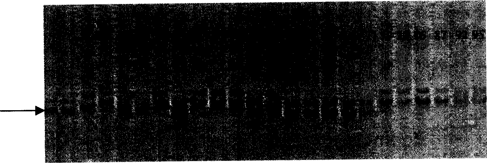 Wheat fertile activity recovery gene RF6 molecular mark and its obtaining method