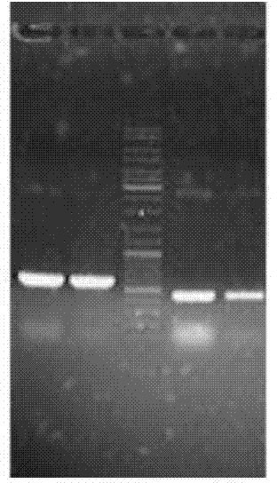 Leuconostoc mutant strain and constructing method and application method thereof