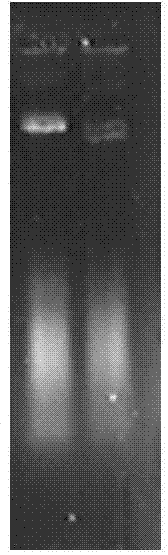 Leuconostoc mutant strain and constructing method and application method thereof