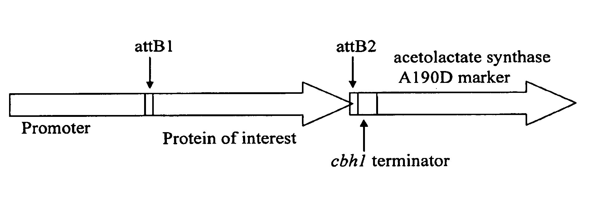 Acetolactate synthase (ALS) selectable marker from Trichoderma reesei