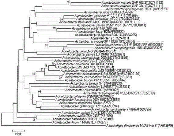 Efficient denitrification novel Acinetobacter and application thereof