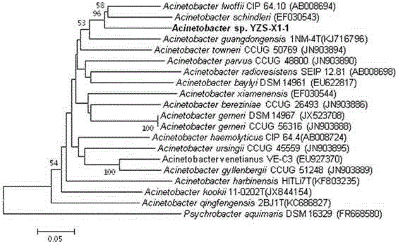 Efficient denitrification novel Acinetobacter and application thereof