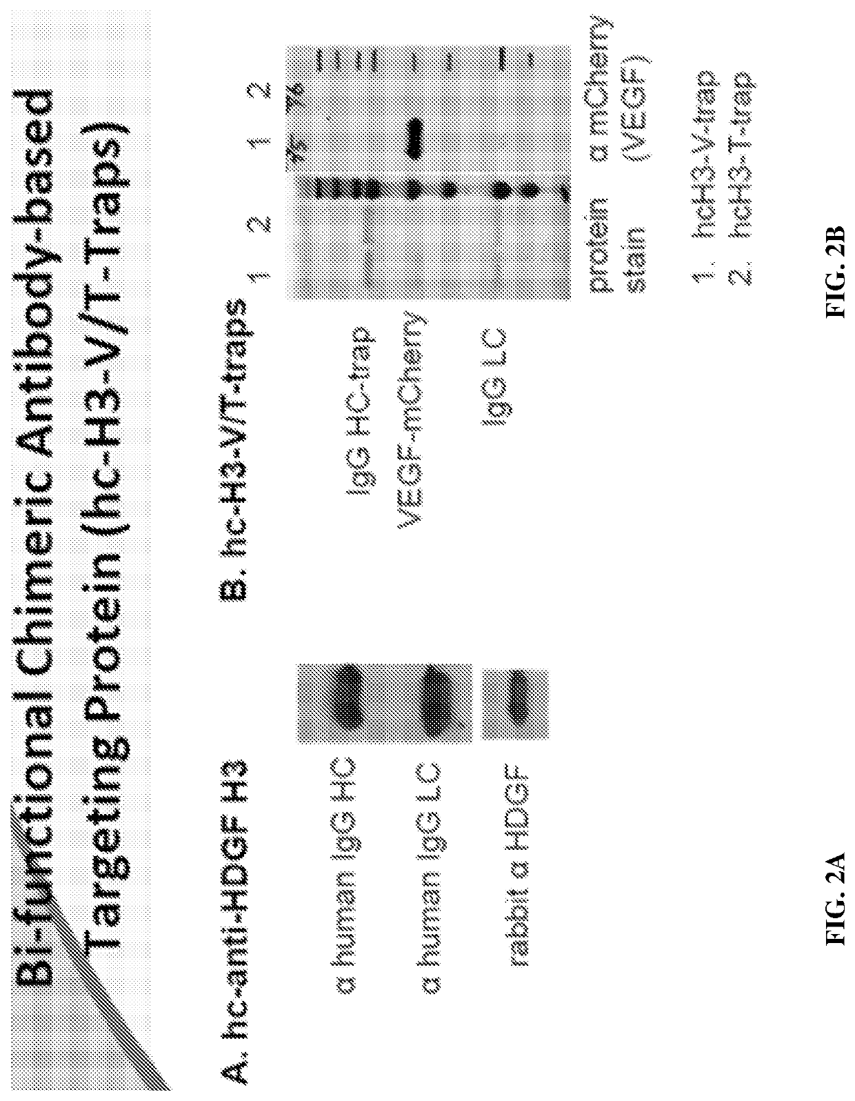 Methods of treating cancer using bifunctional molecules that target growth factors