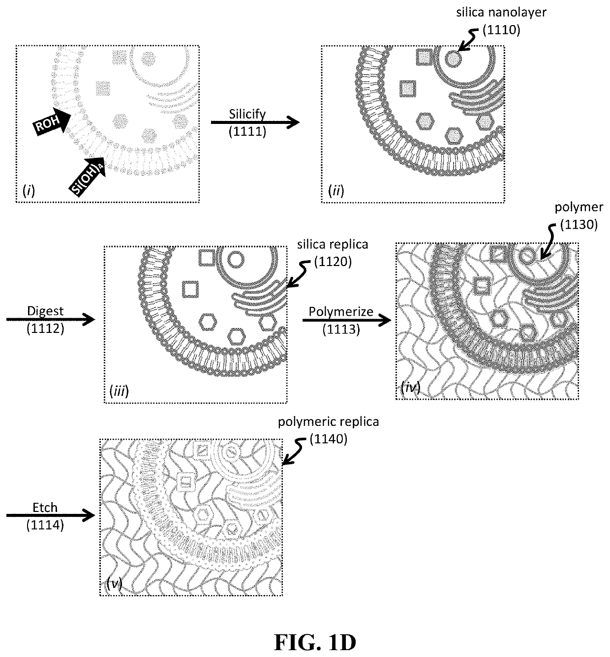 Shape-preserving polymeric replication of biological matter