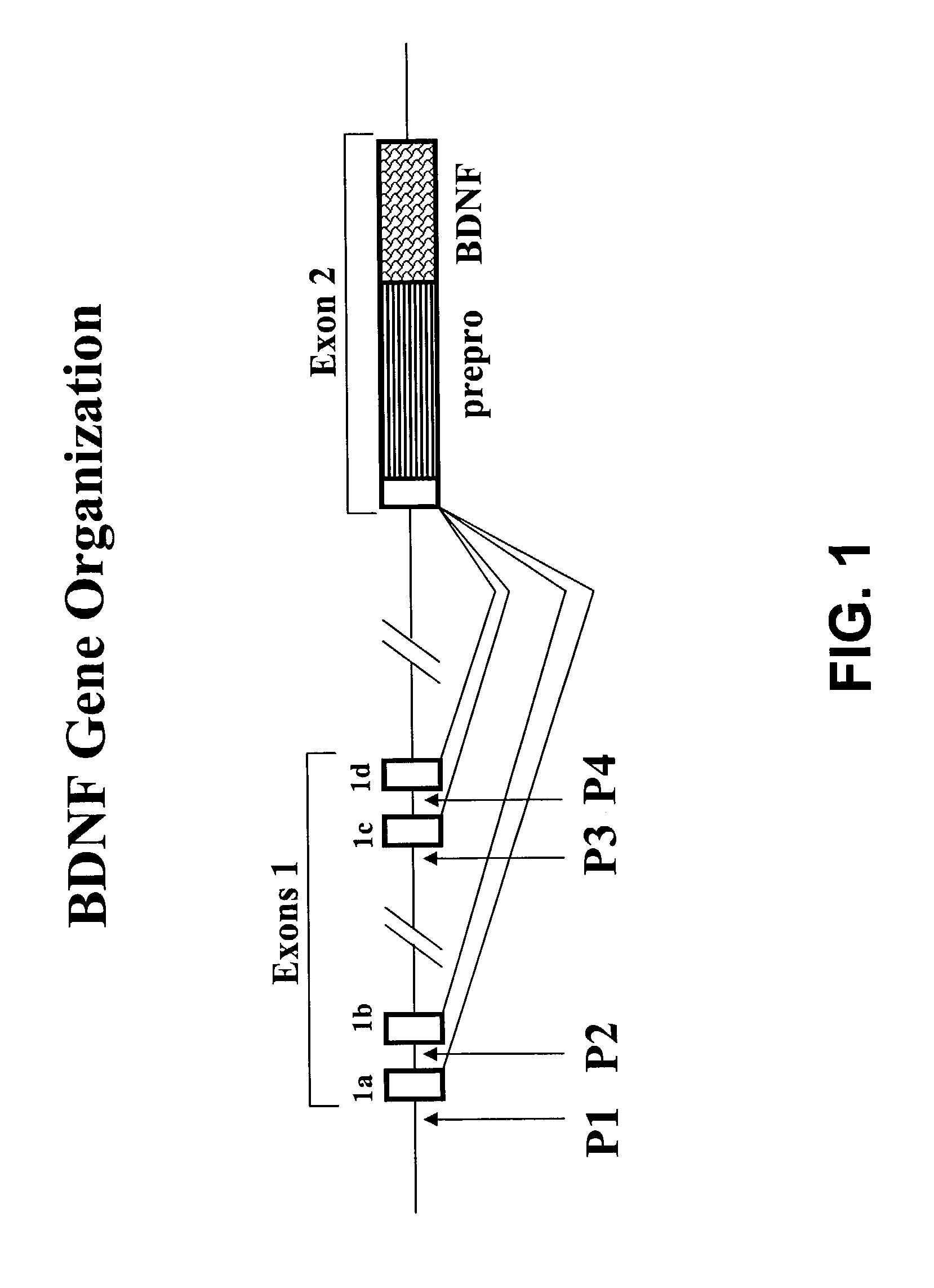 Transgenic screen and method for screening modulators of brain-derived neurotrophic factor (BDNF) production