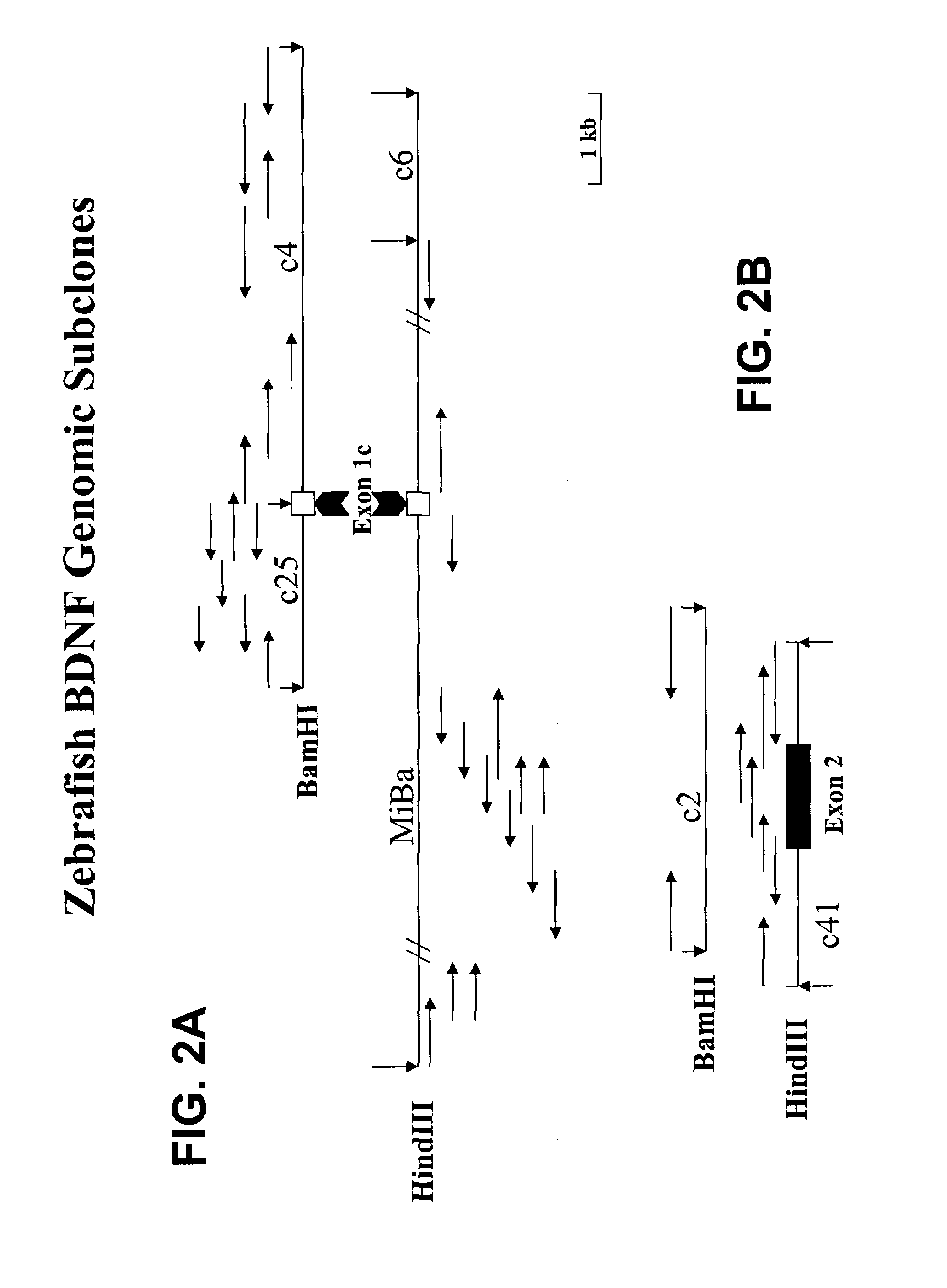 Transgenic screen and method for screening modulators of brain-derived neurotrophic factor (BDNF) production