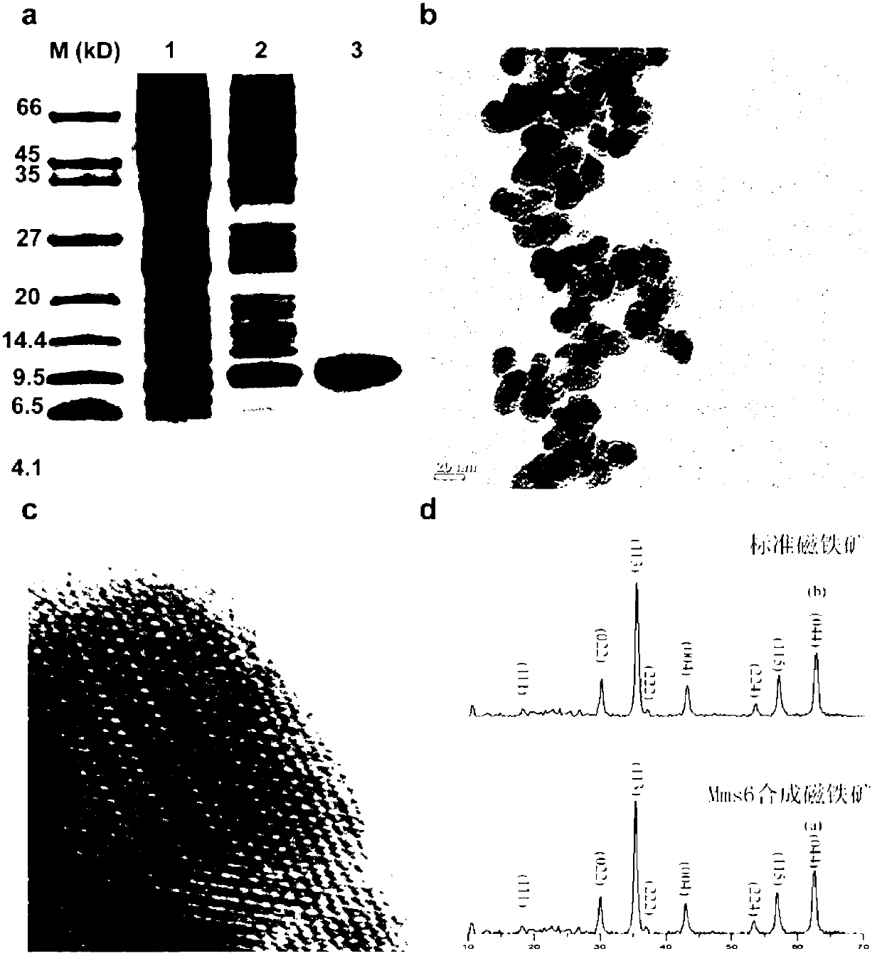 Magnetic nano-grade material with cell-targeting property, and biomedical application thereof