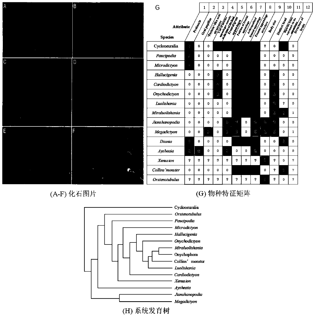 Multi-target phylogenetic tree construction method based on feature hierarchy