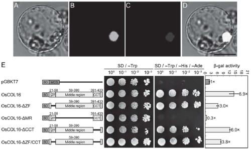 Application of oscol16 gene in controlling rice heading stage