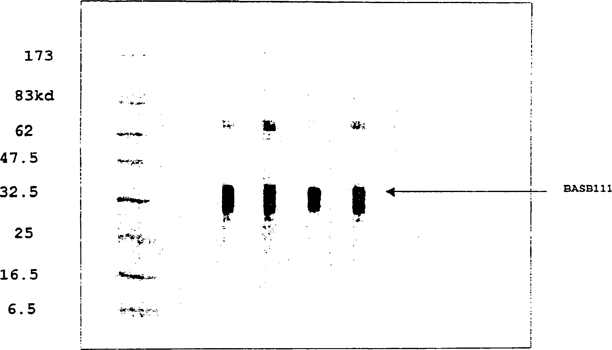 BASB 111 polypeptide and polynucleotide from moraxella cathraahalis