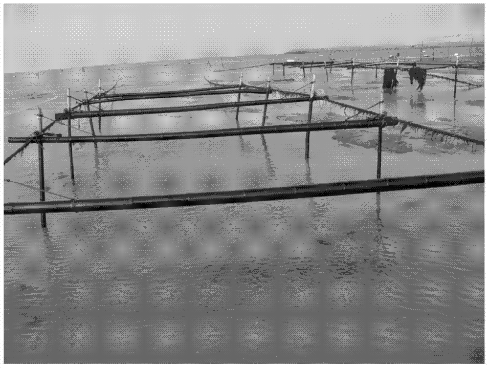 A kind of method for preventing and controlling green algae epiphyte on seaweed cultivation raft