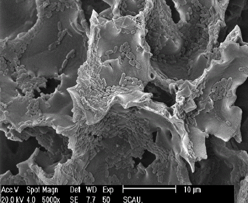 Application of silkworm excrement in aspect of serving as vector of microbial bacteria