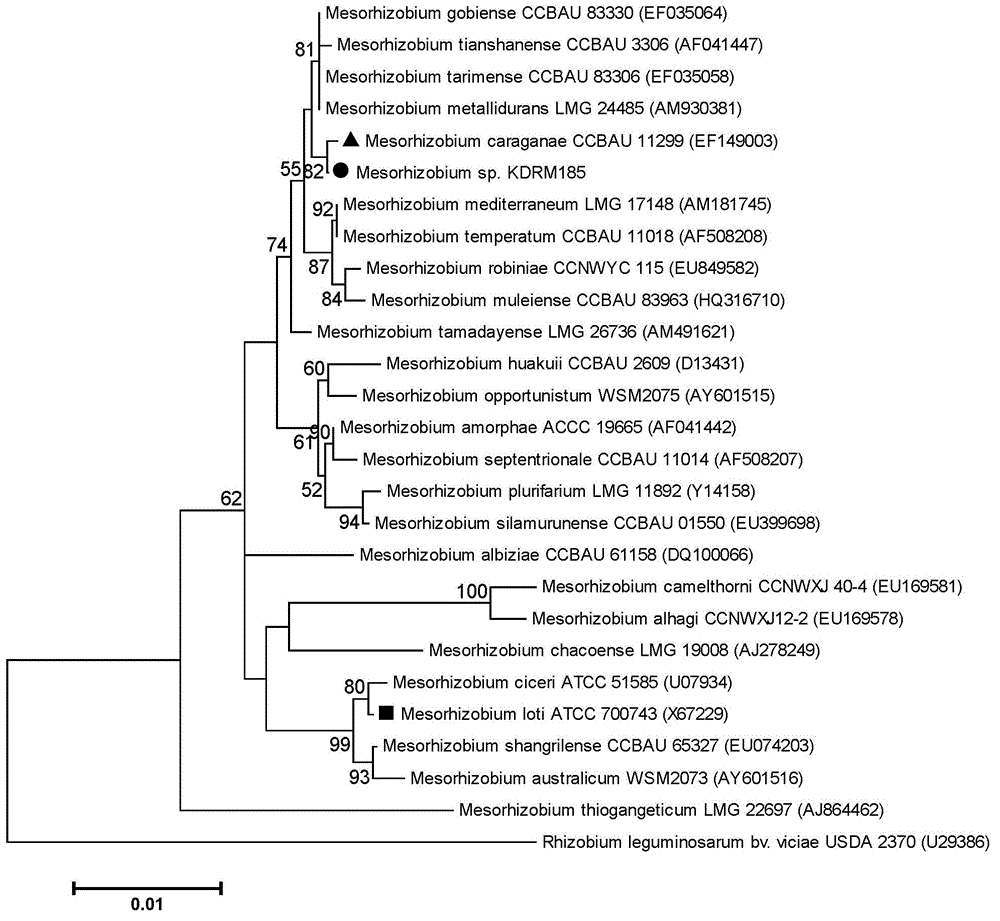 Mesorhizobium KDRM185 and application thereof