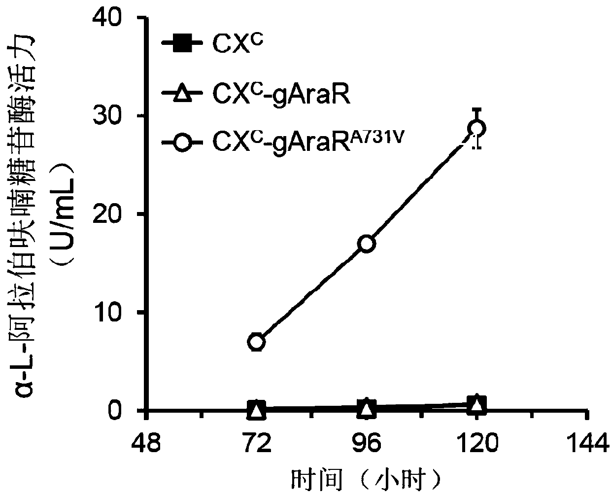 Regulatory protein AraR mutant synthesized by fungus alpha-L-arabinofuranosidase and application thereof