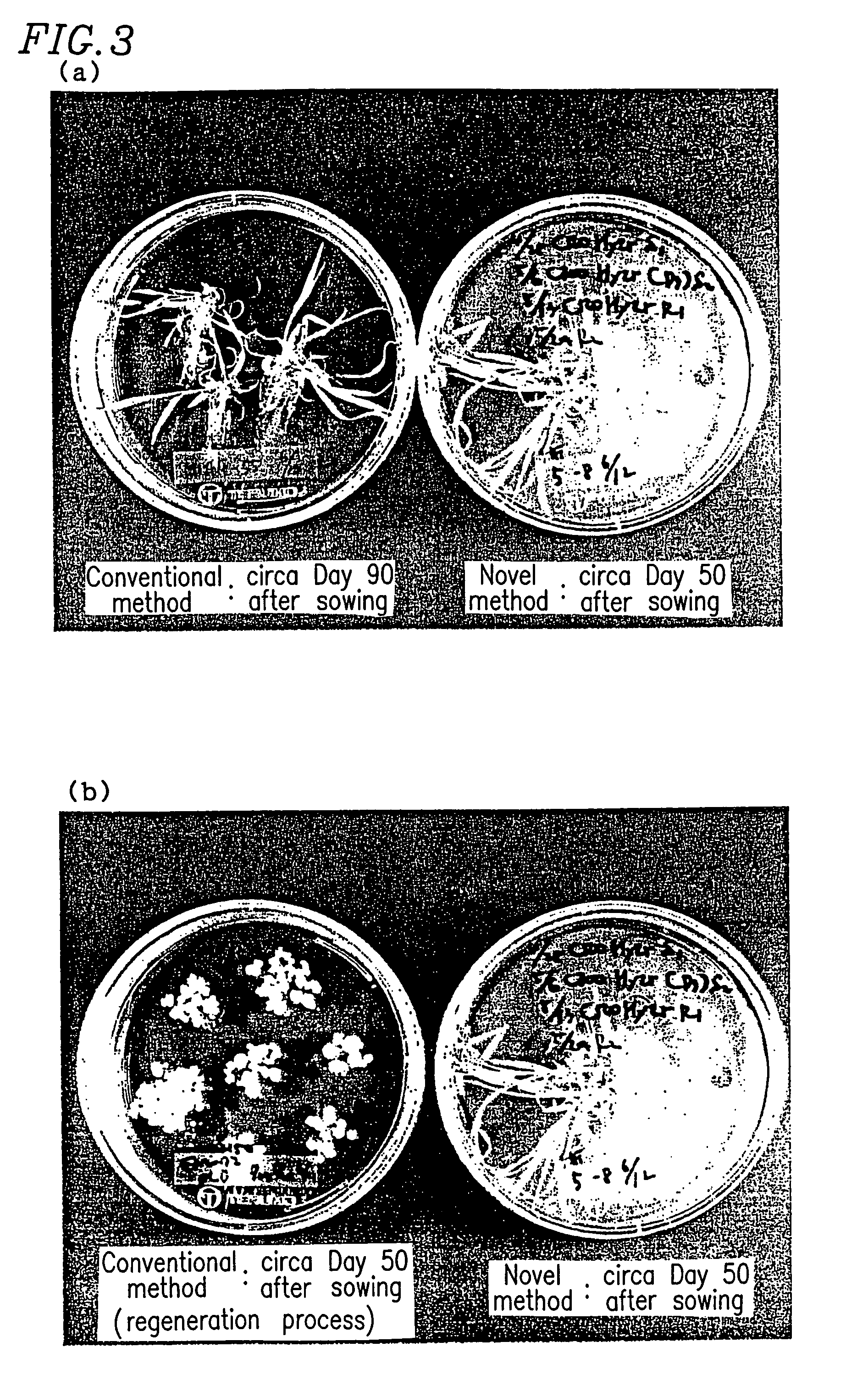 Ultra-fast transformation technique for monocotyledons