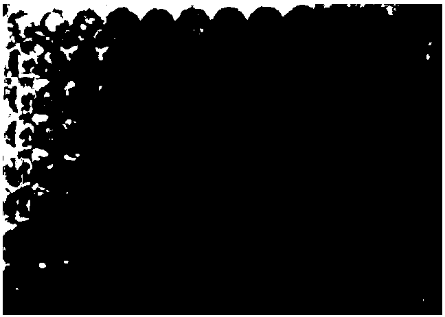 Single-domain antibody capable of recognizing HLA-A2/RMFPNAPYL