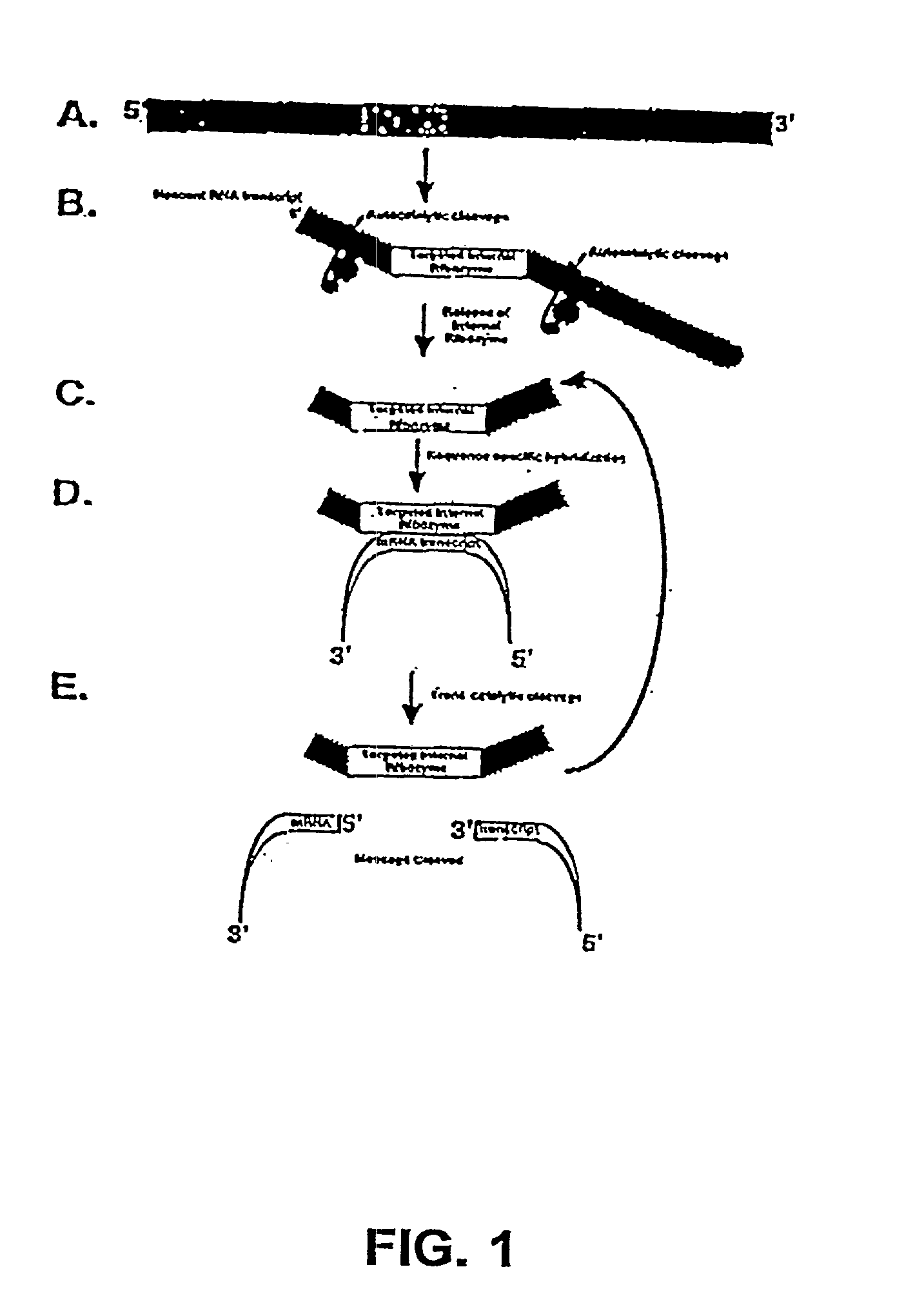 Tissue-specific and target RNA-specific ribozymes