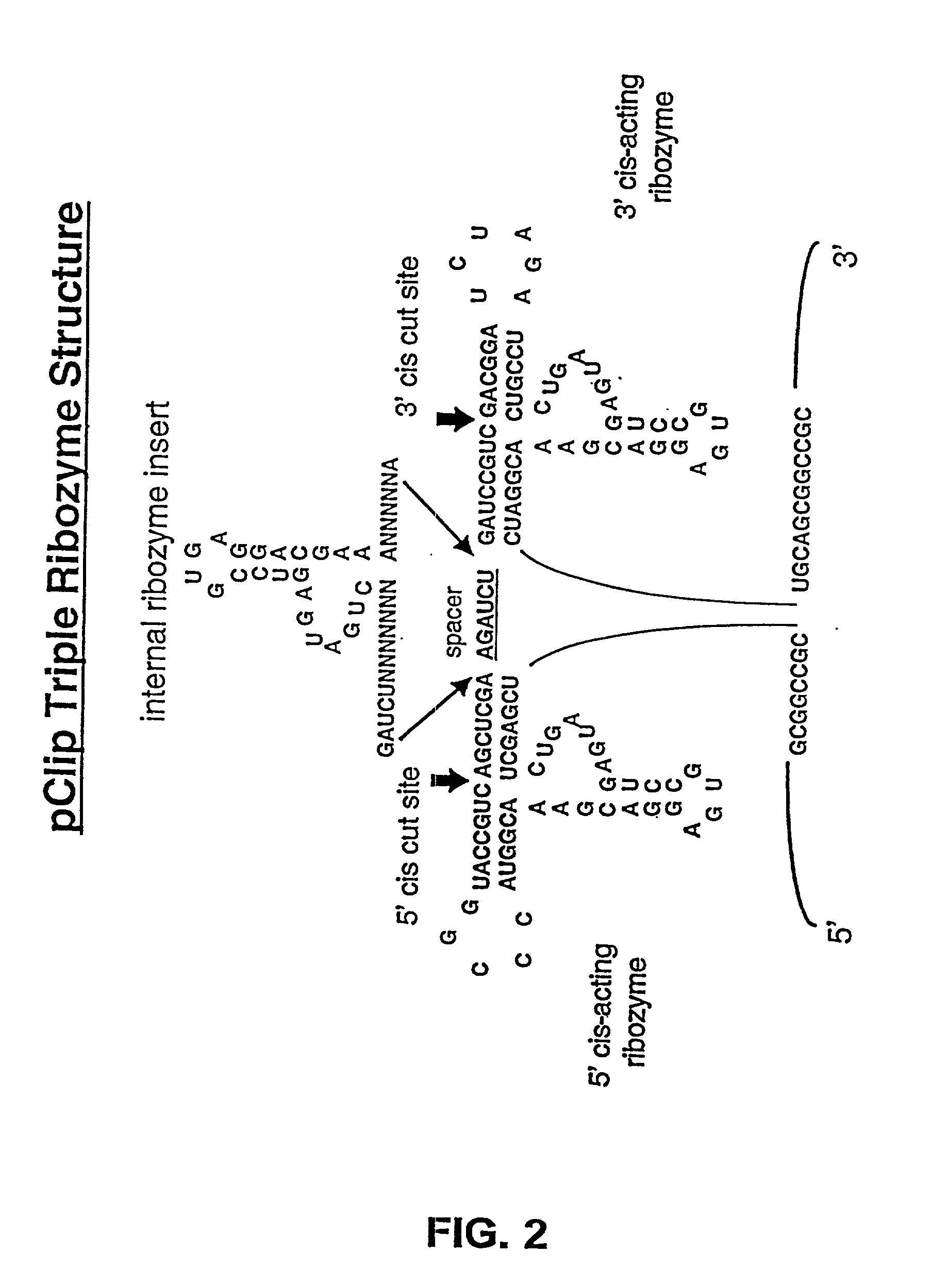 Tissue-specific and target RNA-specific ribozymes