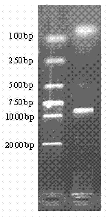 Chlamydia trachomatis recombinant protein and preparation method thereof