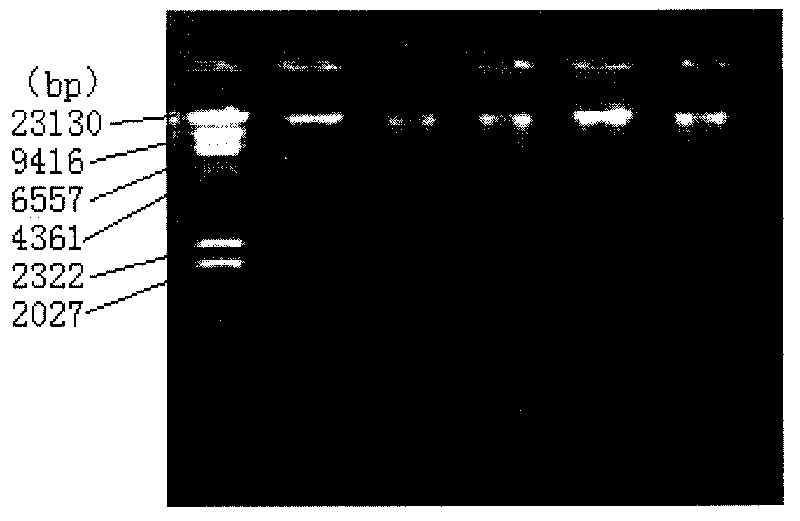 Method for extracting and purifying animal mitochondria DNA