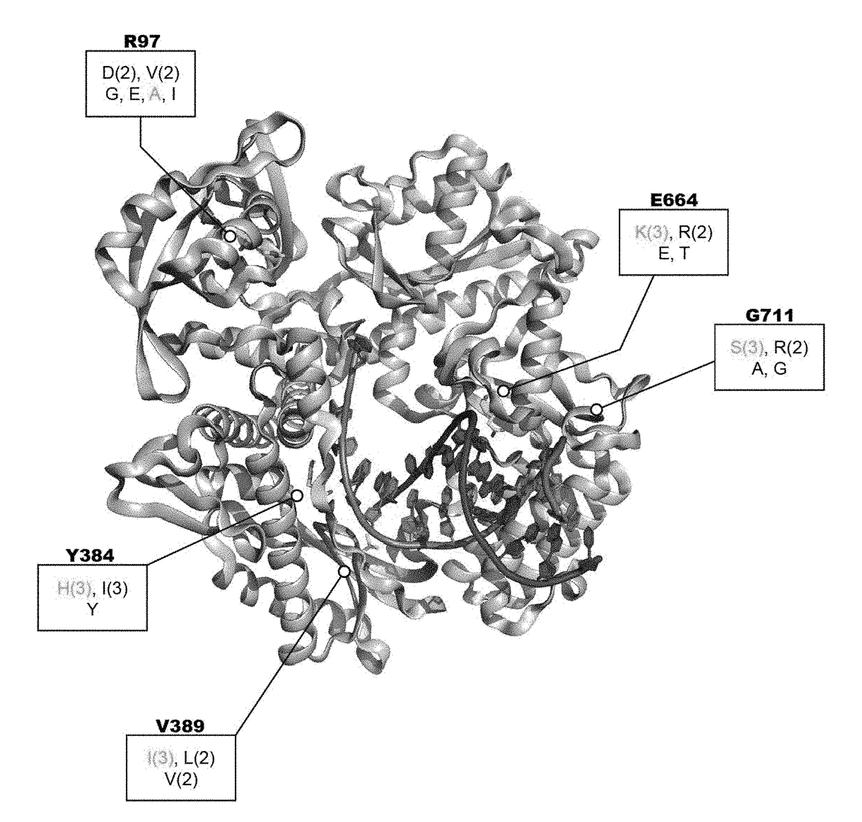 Thermostable reverse transcriptase