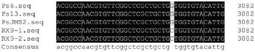 A method for rapid identification of Phytophthora sojae resistance to dimethomorph and special primer pair