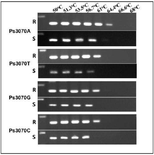 A method for rapid identification of Phytophthora sojae resistance to dimethomorph and special primer pair