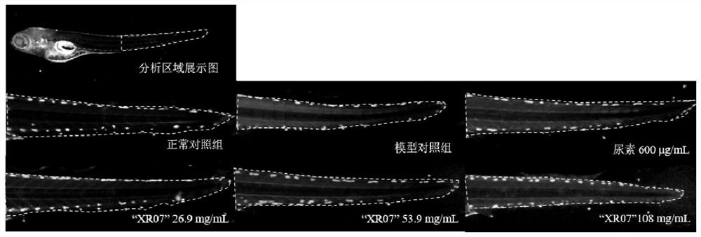 Semen armeniacae amarae extract with moisturizing effect and application thereof